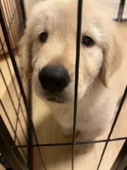 M.Y 様のお迎えした子犬