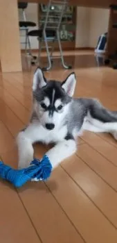 うめ 様のお迎えした子犬