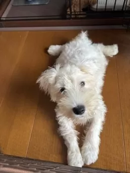 アトム 様のお迎えした子犬