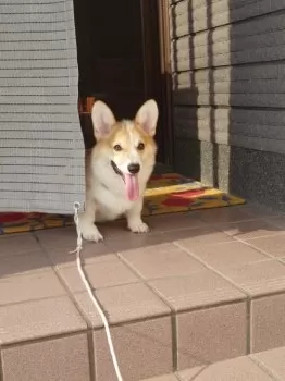 チビママ 様のお迎えした子犬