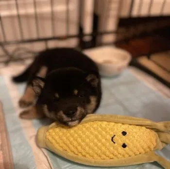 R.I 様のお迎えした子犬