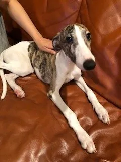 bongo 様のお迎えした子犬