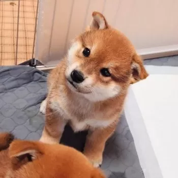 ちえ 様のお迎えした子犬