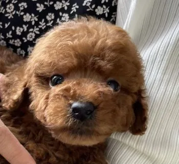 ぐっさん 様のお迎えした子犬