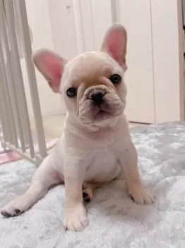 C.U 様のお迎えした子犬