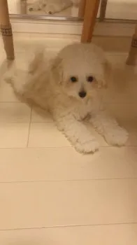 おおぐち 様のお迎えした子犬