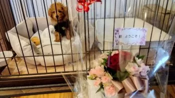 龍(ろん) 様のお迎えした子犬