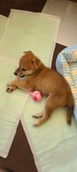 とらくん 様のお迎えした子犬