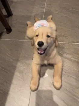 K.K 様のお迎えした子犬