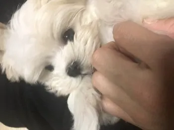 ちびここ 様のお迎えした子犬