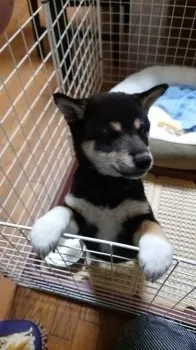 ナナ77 様のお迎えした子犬