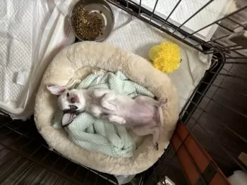 marimo 様のお迎えした子犬