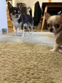 ネタニ 様のお迎えした子犬