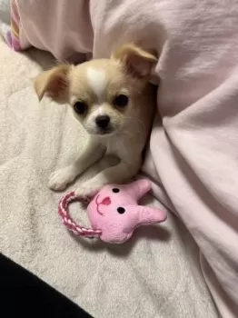 R.I 様のお迎えした子犬