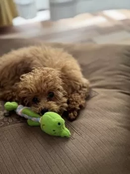 tomo 様のお迎えした子犬