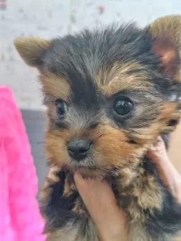 H.K 様のお迎えした子犬