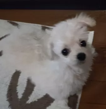 SA 様のお迎えした子犬