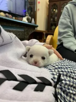 みわ 様のお迎えした子犬