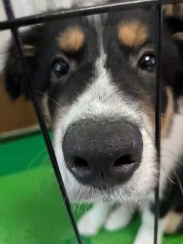 たまこ 様のお迎えした子犬