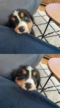 K.N 様のお迎えした子犬