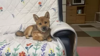 ももゆき 様のお迎えした子犬