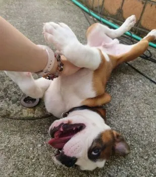 K.Ｉ 様のお迎えした子犬