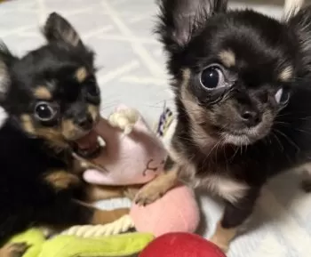 ぽっち 様のお迎えした子犬