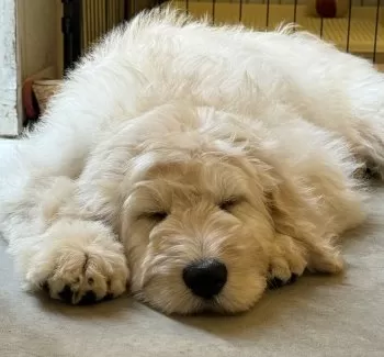 AJ 様のお迎えした子犬