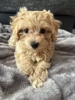 K.R 様のお迎えした子犬