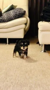 ジャム 様のお迎えした子犬