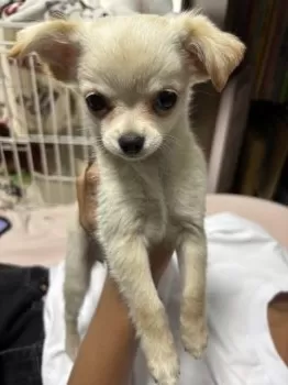かおじ 様のお迎えした子犬