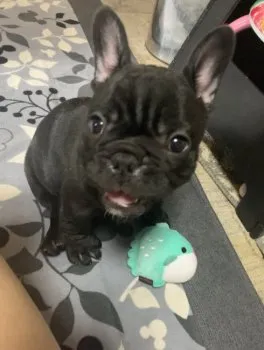 M.J.S 様のお迎えした子犬