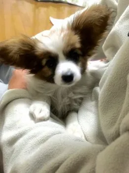 さくらママ 様のお迎えした子犬