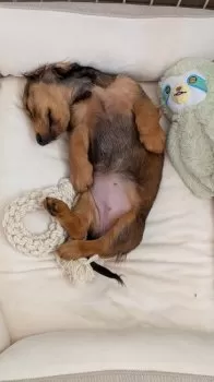 M.N 様のお迎えした子犬
