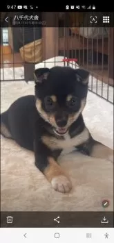 ふら 様のお迎えした子犬