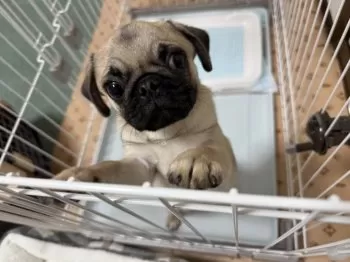 K.O 様のお迎えした子犬