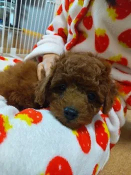 K.T 様のお迎えした子犬