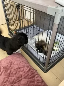 めかぶの母 様のお迎えした子犬
