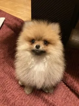 もんかり 様のお迎えした子犬