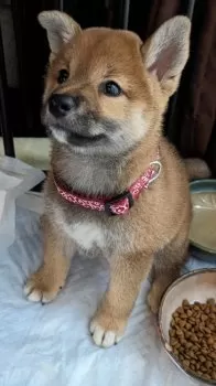K.Y 様のお迎えした子犬