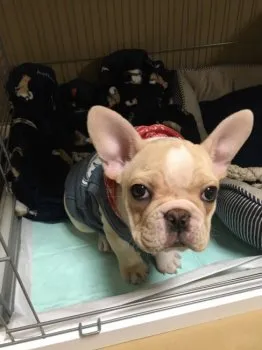 foosunb 様のお迎えした子犬