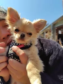 ゆんゆん 様のお迎えした子犬