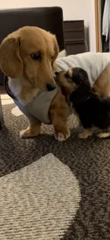 ココマル 様のお迎えした子犬