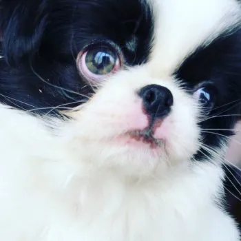 bon bon_mama 様のお迎えした子犬