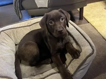 W.I 様のお迎えした子犬