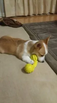 hiro.coco 様のお迎えした子犬