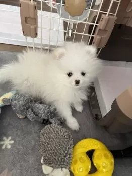 T.H 様のお迎えした子犬
