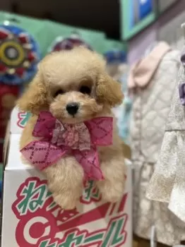 あこ 様のお迎えした子犬