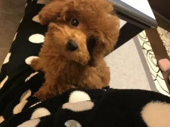 N.K 様のお迎えした子犬