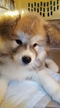 田中 様のお迎えした子犬
